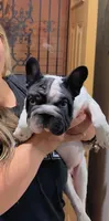 Meatball , a male French Bulldog for sale in Denver, CO – 1 of 5
