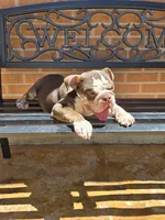 Choco, a male English Bulldog for sale in Denver, CO – 3 of 8
