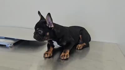 Pierre, a male French Bulldog for sale in Denver, CO – 4 of 4