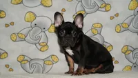 Pierre, a male French Bulldog for sale in Denver, CO – 2 of 4