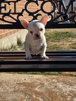 Tiny , a female French Bulldog for sale in Denver, CO – Photo 1 of 9