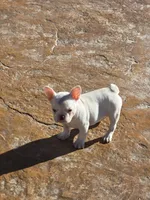 Tiny , a female French Bulldog for sale in Denver, CO – Photo 7 of 9