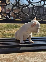 Tiny , a female French Bulldog for sale in Denver, CO – Photo 2 of 9