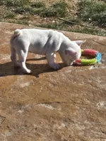 Tiny , a female French Bulldog for sale in Denver, CO – Photo 8 of 9