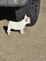 Tiny , a female French Bulldog for sale in Denver, CO – Photo 3 of 9