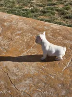 Tiny , a female French Bulldog for sale in Denver, CO – Photo 9 of 9