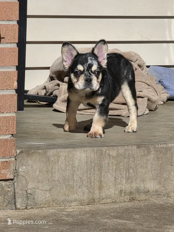Tiny – French Bulldog puppy for sale in Denver, CO