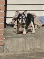 Tiny, a male French Bulldog for sale in Denver, CO – 1 of 10