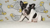Meatball , a male French Bulldog for sale in Denver, CO – 4 of 5