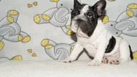 Meatball , a male French Bulldog for sale in Denver, CO – 3 of 5