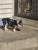 Tiny, a male French Bulldog for sale in Denver, CO – 6 of 10