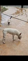 Chico, a male Bull Terrier for sale in Denver, CO – 1 of 5