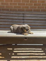 Luna, a female English Bulldog for sale in Denver, CO – Photo 4 of 7