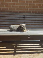 Luna, a female English Bulldog for sale in Denver, CO – Photo 7 of 7