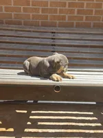 Luna, a female English Bulldog for sale in Denver, CO – Photo 3 of 7