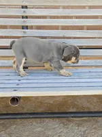 Luna, a female English Bulldog for sale in Denver, CO – Photo 2 of 7