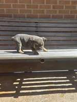 Luna, a female English Bulldog for sale in Denver, CO – Photo 6 of 7