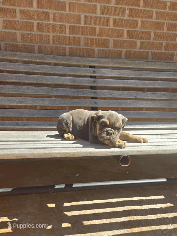 Luna – English Bulldog puppy for sale in Denver, CO