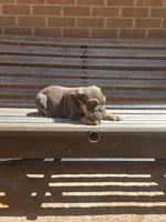 Luna, a female English Bulldog for sale in Denver, CO – Photo 5 of 7