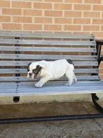 Max, a male English Bulldog for sale in Denver, CO – Photo 2 of 10