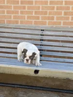 Max, a male English Bulldog for sale in Denver, CO – Photo 7 of 10