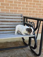 Max, a male English Bulldog for sale in Denver, CO – Photo 9 of 10