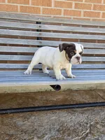 Max, a male English Bulldog for sale in Denver, CO – Photo 3 of 10