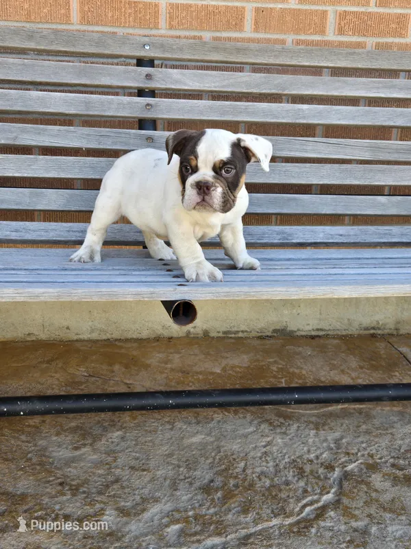 Max – English Bulldog puppy for sale in Denver, CO