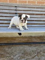 Max, a male English Bulldog for sale in Denver, CO – Photo 1 of 10