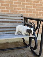 Max, a male English Bulldog for sale in Denver, CO – Photo 10 of 10