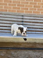 Max, a male English Bulldog for sale in Denver, CO – Photo 6 of 10