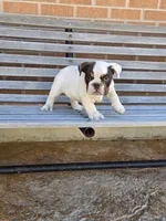 Max, a male English Bulldog for sale in Denver, CO – Photo 5 of 10