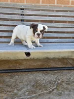 Max, a male English Bulldog for sale in Denver, CO – Photo 4 of 10