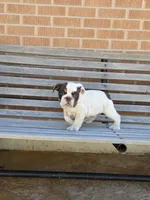 Max, a male English Bulldog for sale in Denver, CO – Photo 8 of 10