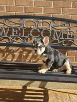 Tiny, a male French Bulldog for sale in Denver, CO – 10 of 10