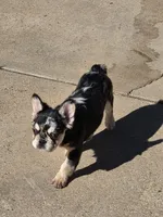 Tiny, a male French Bulldog for sale in Denver, CO – 7 of 10