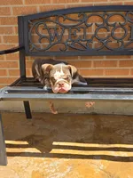 Choco, a male English Bulldog for sale in Denver, CO – 2 of 8