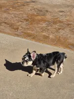 Tiny, a male French Bulldog for sale in Denver, CO – 2 of 10