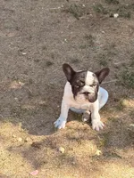 Meatball , a male French Bulldog for sale in Denver, CO – 5 of 6