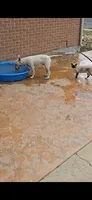 Chico, a male Bull Terrier for sale in Denver, CO – 2 of 5