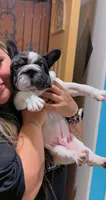 Meatball , a male French Bulldog for sale in Denver, CO – 2 of 5