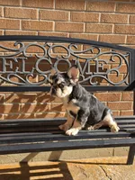 Tiny, a male French Bulldog for sale in Denver, CO – 9 of 10