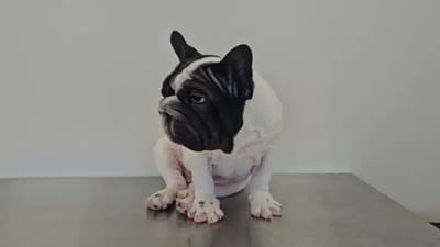 Meatball , a male French Bulldog for sale in Denver, CO – 5 of 5