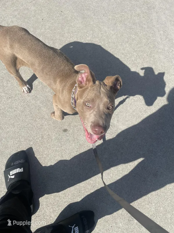 Tank  – American Pit Bull Terrier puppy for sale in Chula Vista, CA