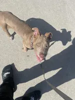 Tank , a male American Pit Bull Terrier for sale in Chula Vista, CA – Photo 1 of 2