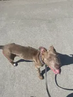 Tank , a male American Pit Bull Terrier for sale in Chula Vista, CA – Photo 2 of 2