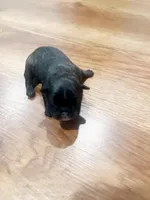 Loui , a male French Bulldog for sale in Louisville, KY – Photo 2 of 4