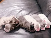 Loui , a male French Bulldog for sale in Louisville, KY – Photo 3 of 4