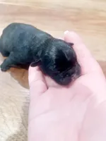 Loui , a male French Bulldog for sale in Louisville, KY – Photo 1 of 4