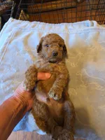 Dayton, a male Poodle - Toy  for sale in Jonesboro, GA – 1 of 1